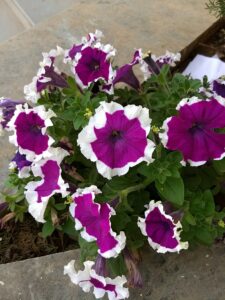 800px Petunia Violet