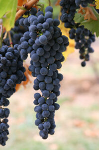 800px Wine grapes03