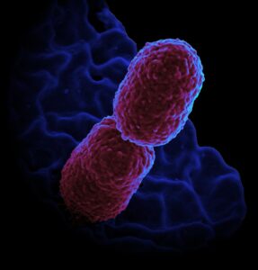 860px Klebsiella pneumoniae Bacterium 13383468143