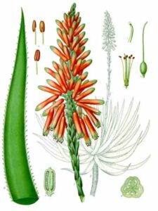 Aloe Flower as a hypogynous flower example