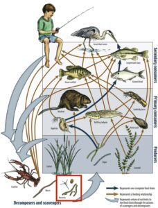 Aquatic food web