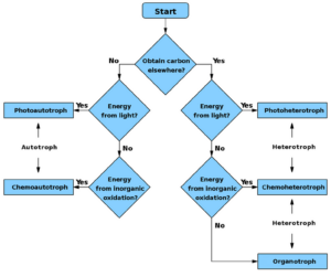 Flow Chart of autotroph and heterotroph process