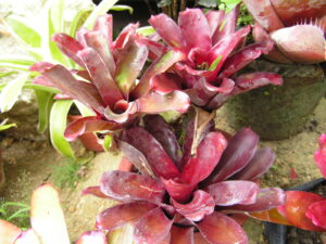 Bromeliad