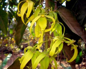 Ylang-Ylang flower as a hypogynous flower example