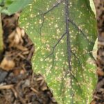 Cercospora Leaf Spot on Eggplant