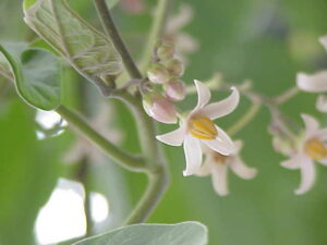 Chilli flower as a hypogynous flower