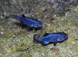 Cyprinodon diabolis males