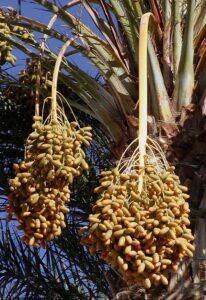 Dates on date palm