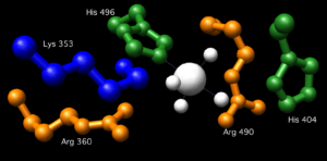 Glucose 6-phosphatase as intracellular enzyme examples