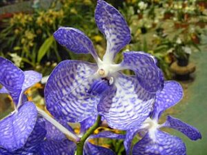 Flor de Orquidea Orchid Flower