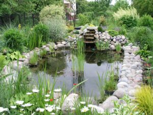 Garden pond 1