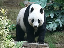 Grosser Panda