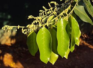 Hopea parviflora