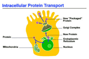 Intracellular Enzyme Structure 