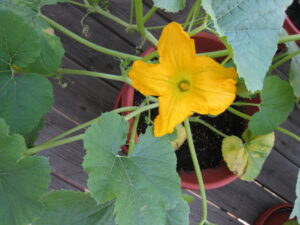 Male spaghetti squash flower