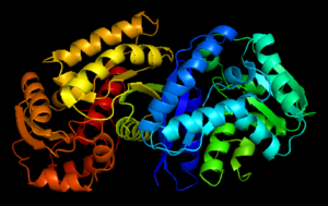 Maleate isomerase as isomerase enzyme example