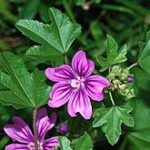 Mallow flower as a hypogynous flower