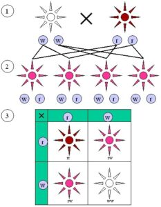 Mendelian inheritance 1 2 1