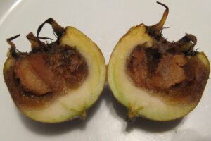 Mespilus germanica ripening process