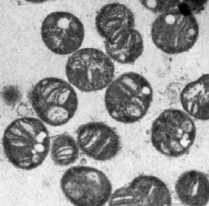 Methylococcus