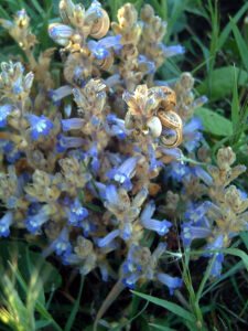 Orobanche Ramosa as a parasitic plant example - Wikipedia