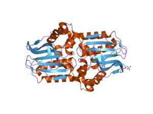 Chalcone isomerase as isomerase enzyme example