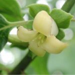 Persimmon as hypogynous flower