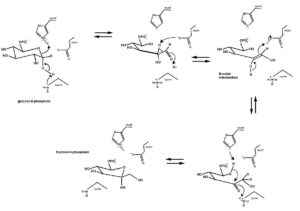 Phosphoglucose Isomerase Mechanism structure as isomerase enzyme example