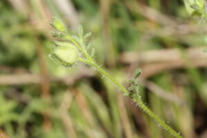 Polemonium micranthum 9496