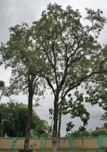 Pterocarpus santalinus in Talakona forest AP W IMG 8145