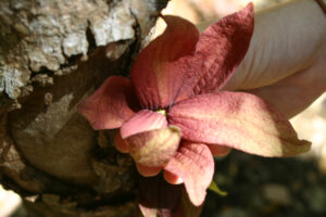 Sapranthus Flower as a hypogynous flower example