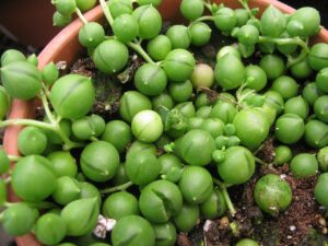 Senecio rowleyanus leaves 1