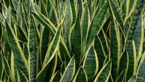 Snake Plant Sansevieria trifasciata Laurentii