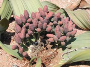 Welwitschia seeds