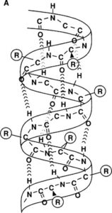 alpha helix