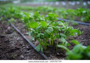 bushes seedlings potatoes garden irrigation 600w 1409787749 1