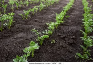 carrot seedlings planted row beds 600w 2054718911