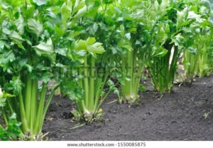 closeup growing celery plantation leaf 600w 1550085875