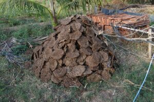 cow dung gb57fbfed7 640