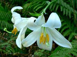 https://en.wikipedia.org/wiki/Lilium#/media/File:Lilium_candidum_1.jpg