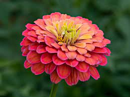 https://en.wikipedia.org/wiki/Zinnia_elegans#/media/File:Zinnienbl%C3%BCte_Zinnia_elegans_stack15_20190722-RM-7222254.jpg