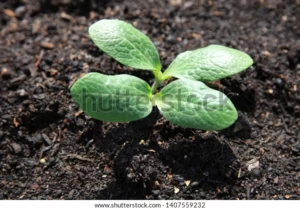 fresh organic zucchini seedling on 600w 1407559232