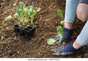 gardener planting cauliflower seedlings freshly 600w 1369733357