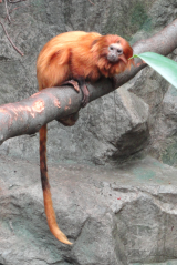 golden lion tamarin