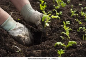 hand planting tomato seedling ground 600w 257996501