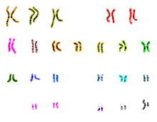 genome example
