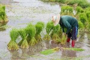 transplanting plants examples