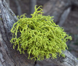 Lichens