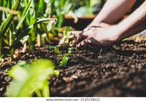 man planting sugar snaps peas 600w 2120138621