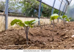 row freshly transplanted eggplant seedlings 600w 1958721133